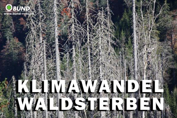 Waldsterben.jpg
